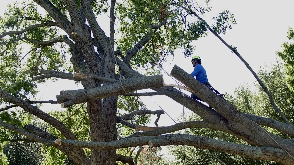 Professional Crown Thinning performed by certified arborists in Jefferson